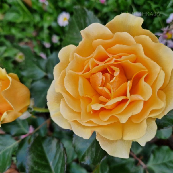 превью изображения отзыва