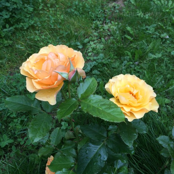 превью изображения отзыва