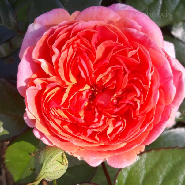 превью изображения отзыва