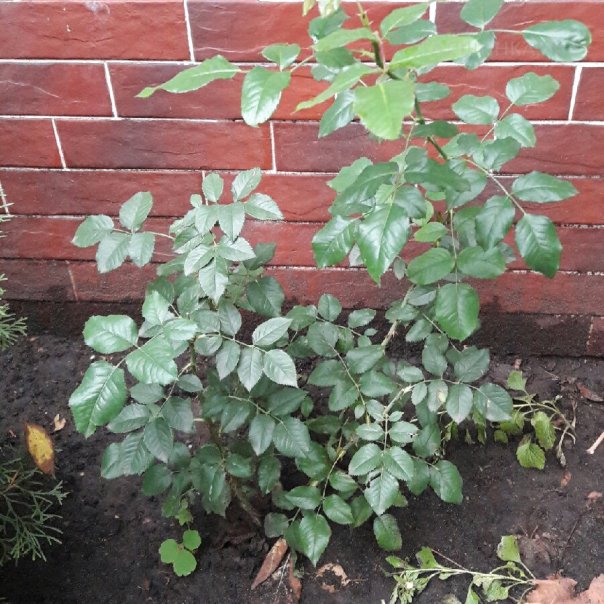 превью изображения отзыва