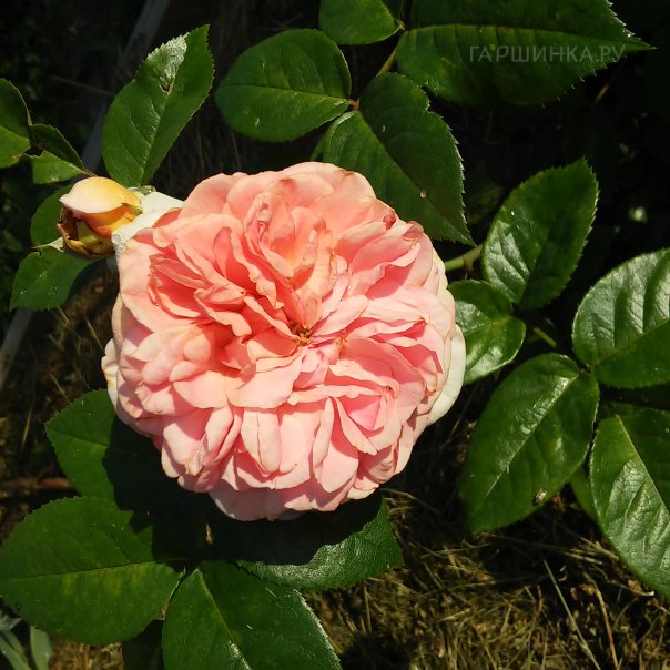 превью изображения отзыва