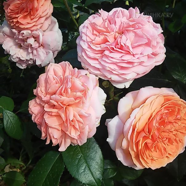 превью изображения отзыва