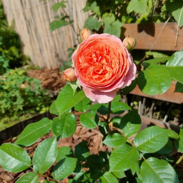 превью изображения отзыва