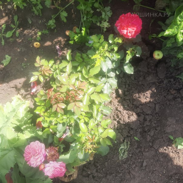 превью изображения отзыва