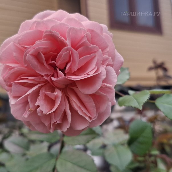 превью изображения отзыва