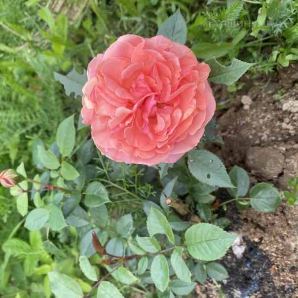 превью изображения отзыва