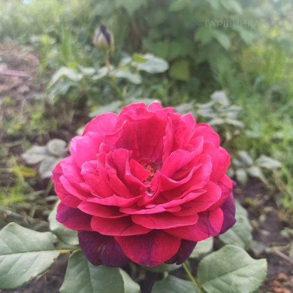 превью изображения отзыва