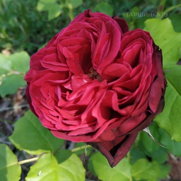 превью изображения отзыва