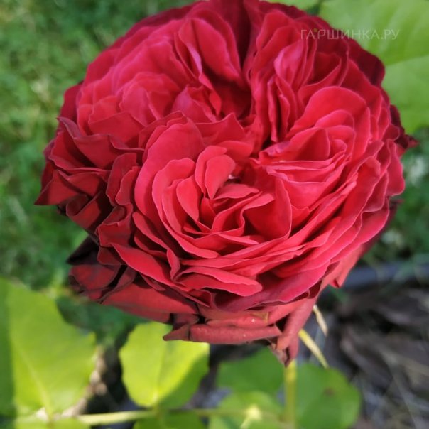 превью изображения отзыва