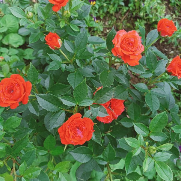 превью изображения отзыва