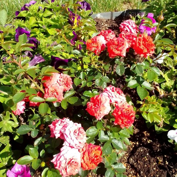 превью изображения отзыва