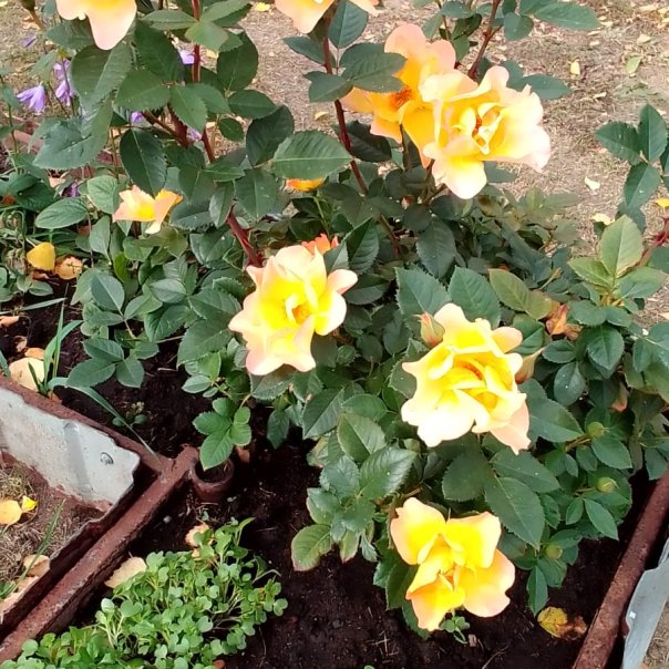 превью изображения отзыва