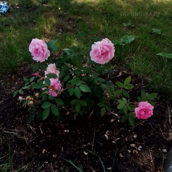 превью изображения отзыва