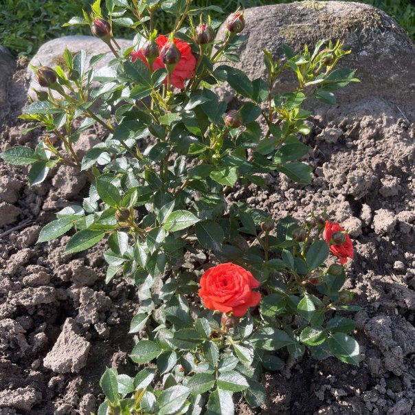 превью изображения отзыва