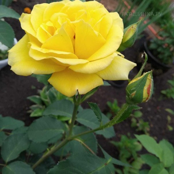 превью изображения отзыва