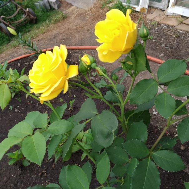 превью изображения отзыва