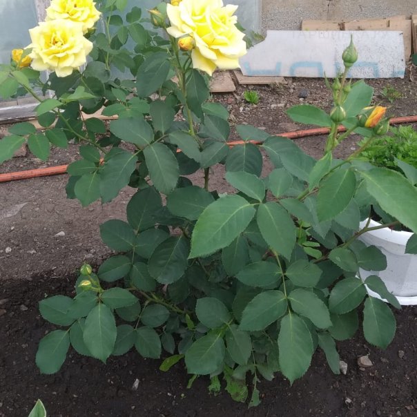 превью изображения отзыва