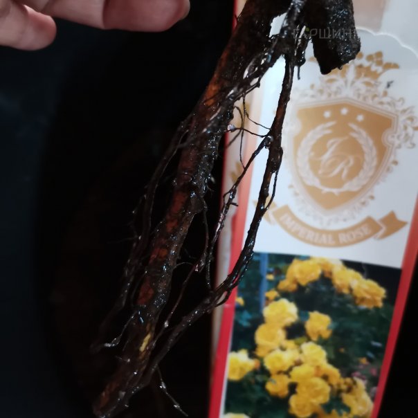 превью изображения отзыва