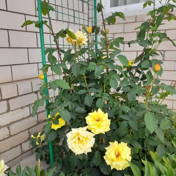 превью изображения отзыва