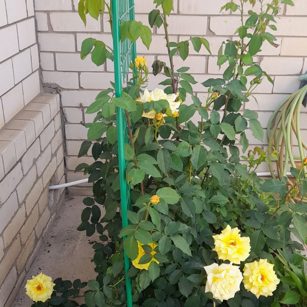 превью изображения отзыва