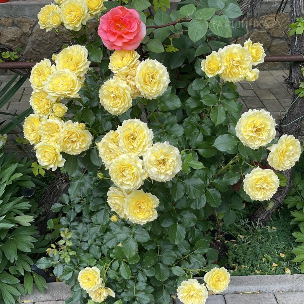 превью изображения отзыва