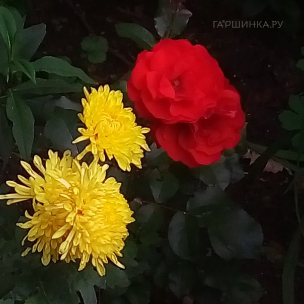 превью изображения отзыва