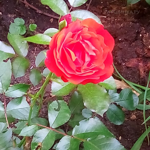 превью изображения отзыва