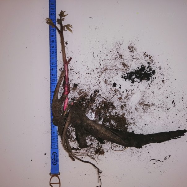 превью изображения отзыва