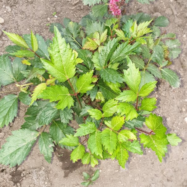 превью изображения отзыва