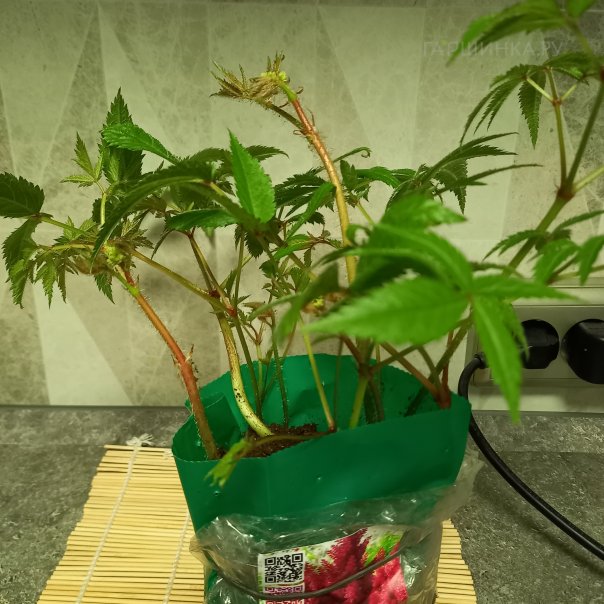 превью изображения отзыва