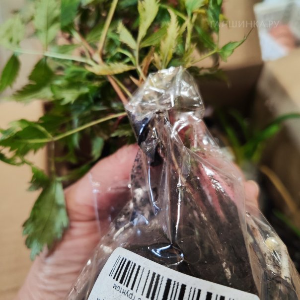 превью изображения отзыва