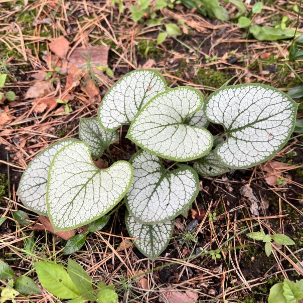 превью изображения отзыва