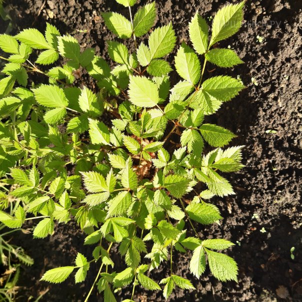 превью изображения отзыва