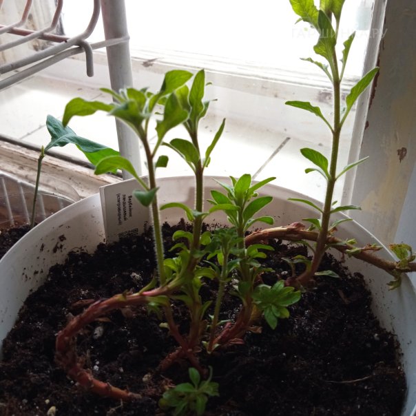 превью изображения отзыва