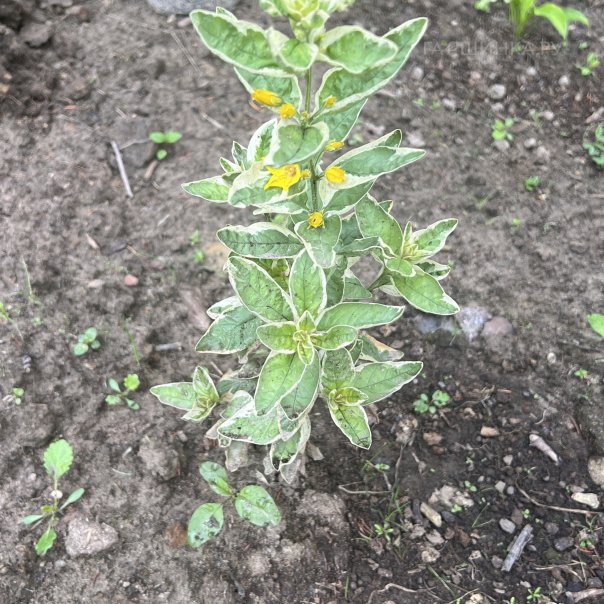 превью изображения отзыва