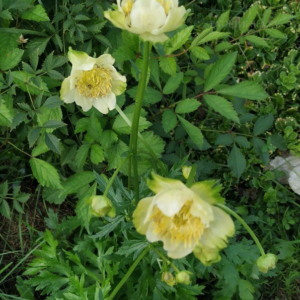 превью изображения отзыва