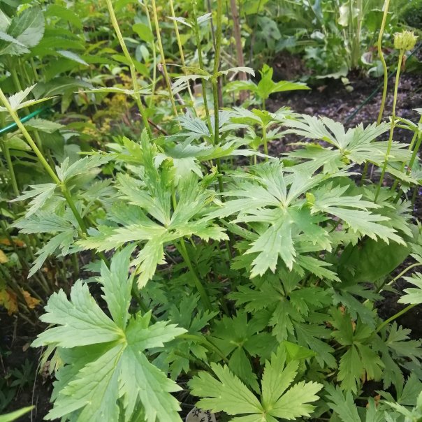 превью изображения отзыва