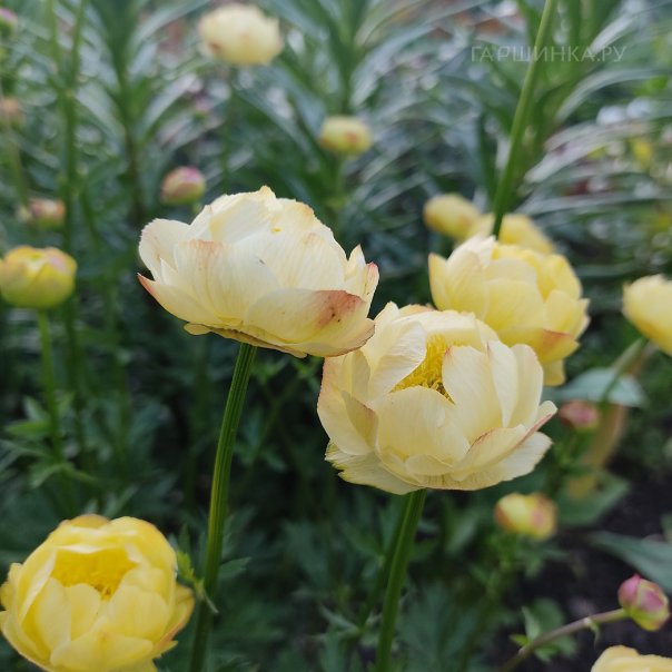 превью изображения отзыва