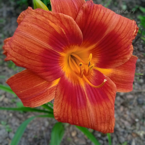 превью изображения отзыва