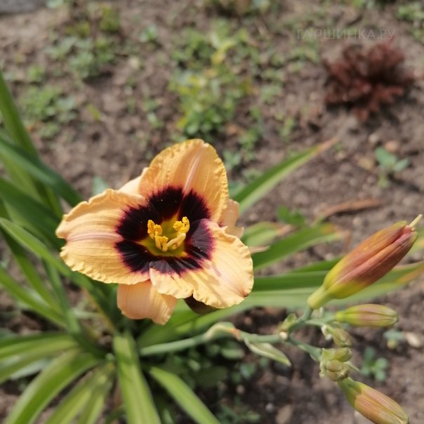 превью изображения отзыва