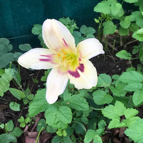 превью изображения отзыва