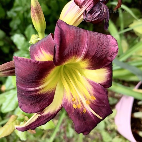 превью изображения отзыва