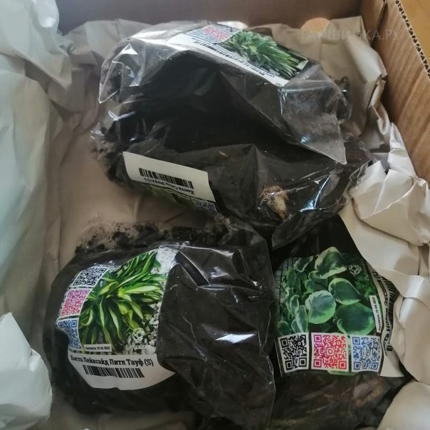 превью изображения отзыва