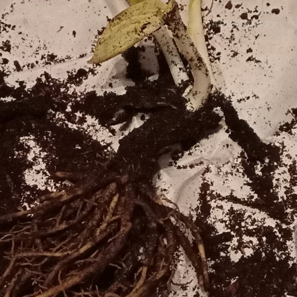 превью изображения отзыва