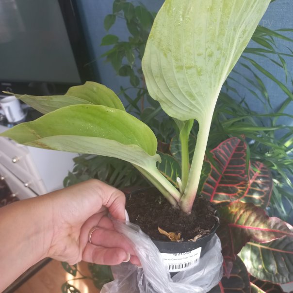 превью изображения отзыва