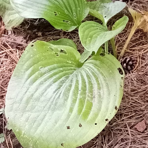 превью изображения отзыва