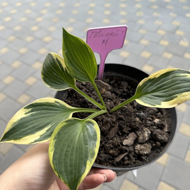 превью изображения отзыва