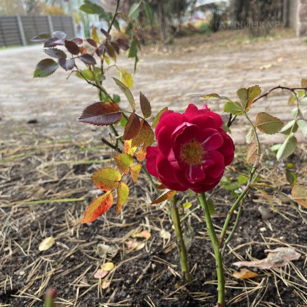 превью изображения отзыва