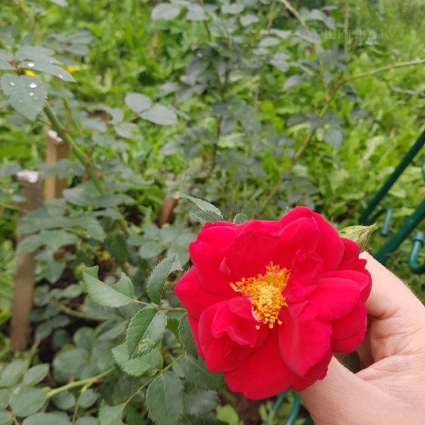 превью изображения отзыва