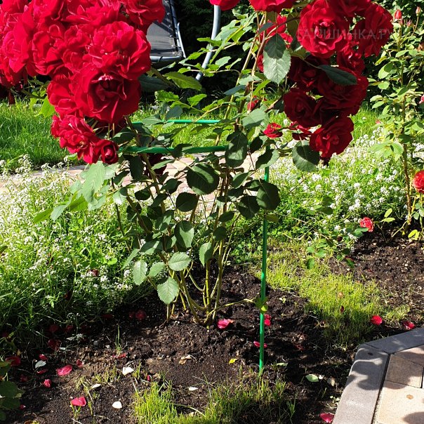 превью изображения отзыва